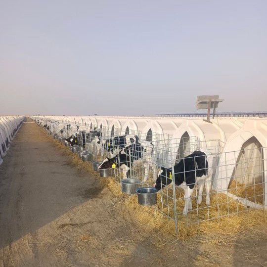 Polyethylen-Milchkalbschachteln geeignet für Kälber aller Altersgruppen und Größen 220*145*145cm