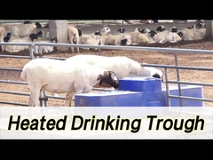 Hochkapazitäts-Kuhwasserbehälter mit einer Kapazität von 260 l und einer Trinkhöhe von 190 mm