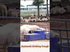 120 L/min Durchfluss Kuhtrinkbecken 150 L Kapazität für landwirtschaftliche Produktion