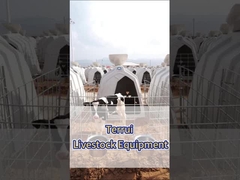 Weiße Polyethylen-Milchküken - die wesentliche Ausrüstung für Milchbetriebe